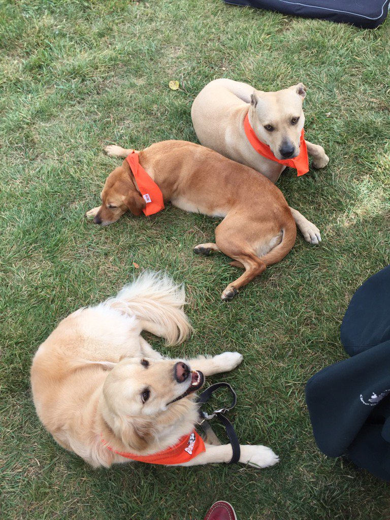 CleverCanines's tweet photo. Hard at "work" at the @cityofcalgary #workingdogsday https://t.co/Q6AZ0zUXGa
