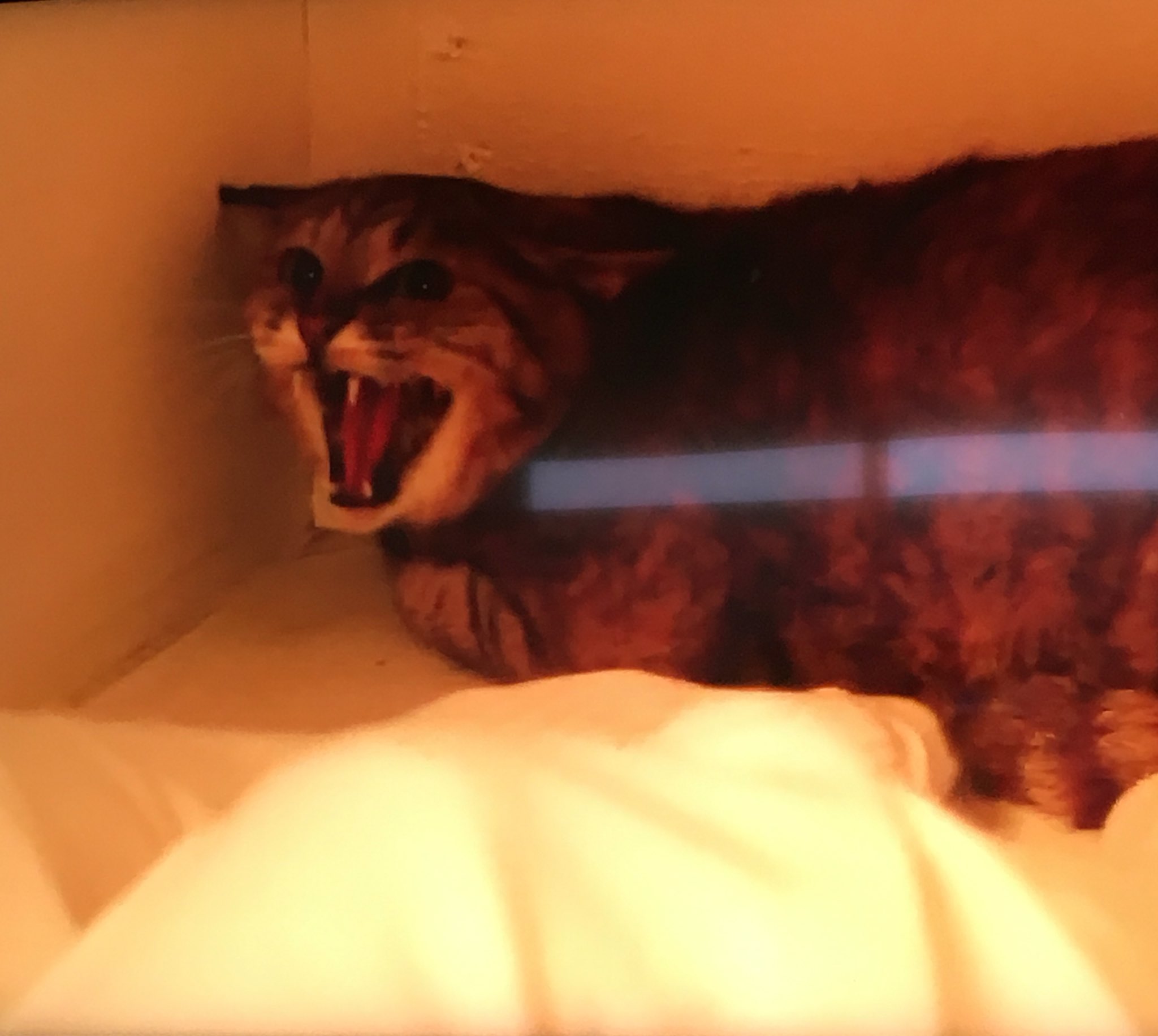 猫野御飯 仮面ライダーゴースト ユルセン猫 そして御成に威嚇w 今までの話を吹き飛ばす1番の衝撃でした Fwf T Co K3p1dvalls Twitter
