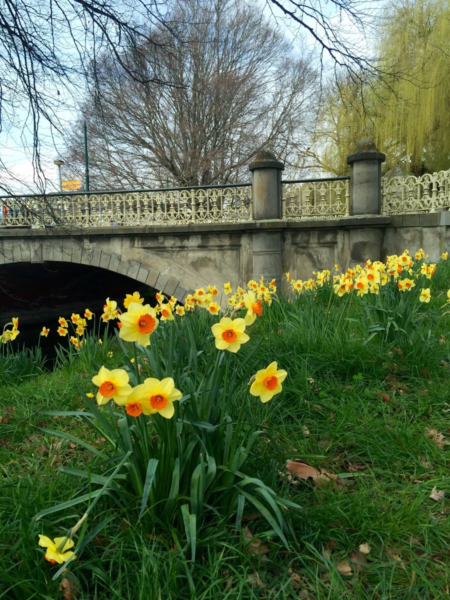 What a glorious sight - Spring has truly sprung in #Christchurch