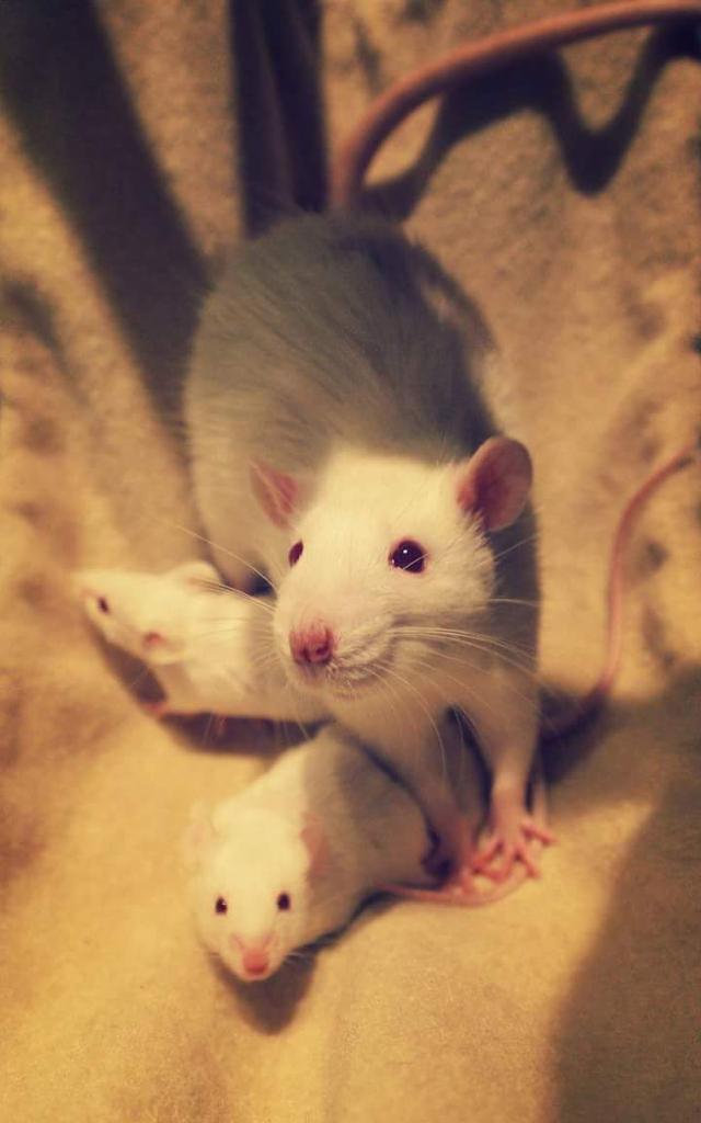 minecraftis6's tweet image. 