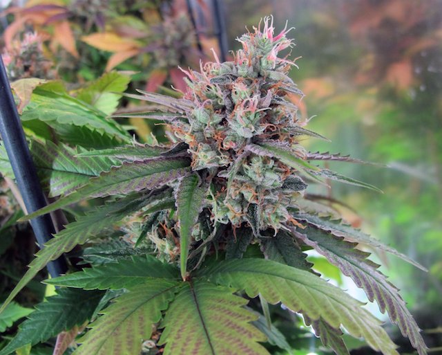 HIGH_TIMES_Mag's tweet photo. Grow Q&amp;A: Can I Grow High-CBD Pot Plants Next to THC-Rich Strains?
https://t.co/kpqfEacmJY https://t.co/CDT11h9ef2