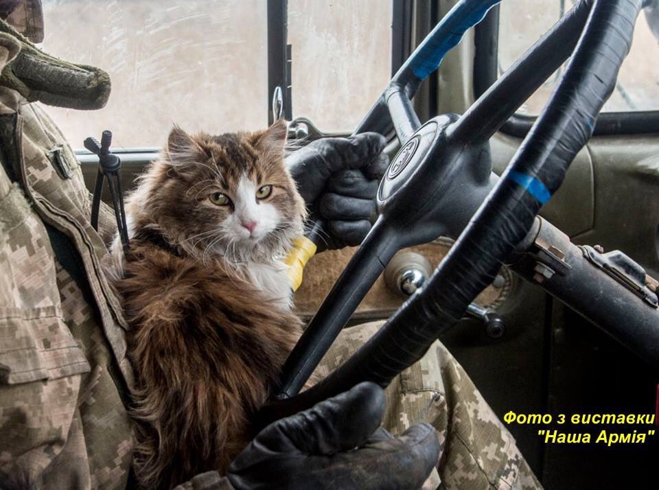 UAarmy_animals's tweet photo. Driver :)

#army #Ukraine #cats #war #soldier #cat #freedom #pet #pets https://t.co/Lb40TOmjfm