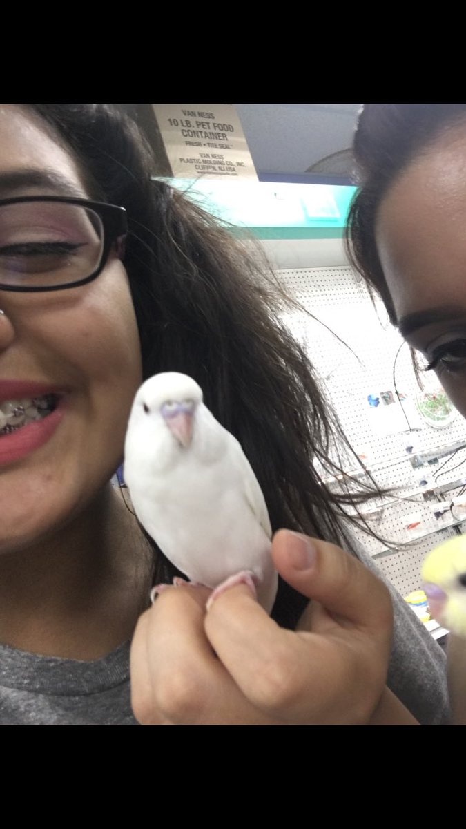 sleepyxchild's tweet photo. when u go to petland to play with puppies, but you end up buying 2 birds #animalloverproblems so meet snowball&jimin https://t.co/cMja4aV9nS