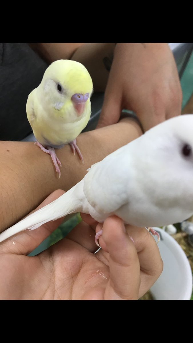 sleepyxchild's tweet photo. when u go to petland to play with puppies, but you end up buying 2 birds #animalloverproblems so meet snowball&jimin https://t.co/cMja4aV9nS