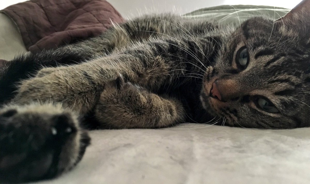 FERGUSthe_CAT's tweet image. Eating the casino buffet shrimp #BadJudgmentIn5Words #Caturday