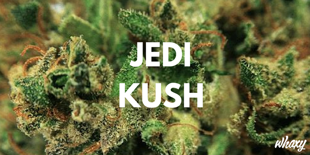 ThinkTankExile's tweet photo. Powerful Strain. Leaves You Feeling Euphoric &amp; Clear Headed with Body &amp; Mind Relaxation https://t.co/JZIBZXHJu0 https://t.co/nsCKYFjdjg