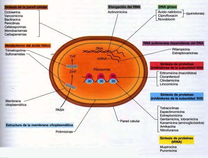 draglez0723's tweet photo. Antibióticos #antibióticos #ampicilina #betalactamicos #Sulfas #macrolidos #sinteisdeproteinas #quinolonas https://t.co/NruRNfbFl0