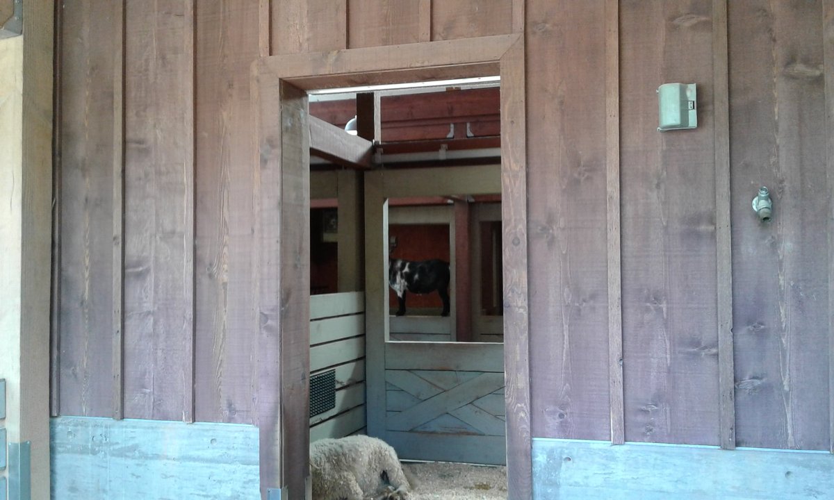 MooreRobotics's tweet image. Poor little goat climbed up to see us. He wanted to hang with the robotics girls! #SillyGoat FLLOK