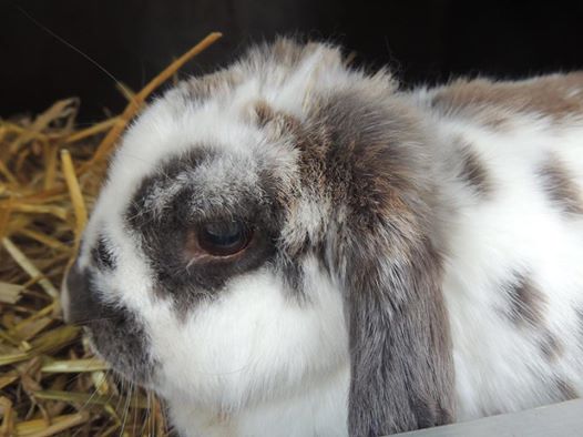 KaatjeKeutels's tweet photo. Vandaag kwam Mona in de opvang. #AdoptDontShop https://t.co/K5TMg57Qqy