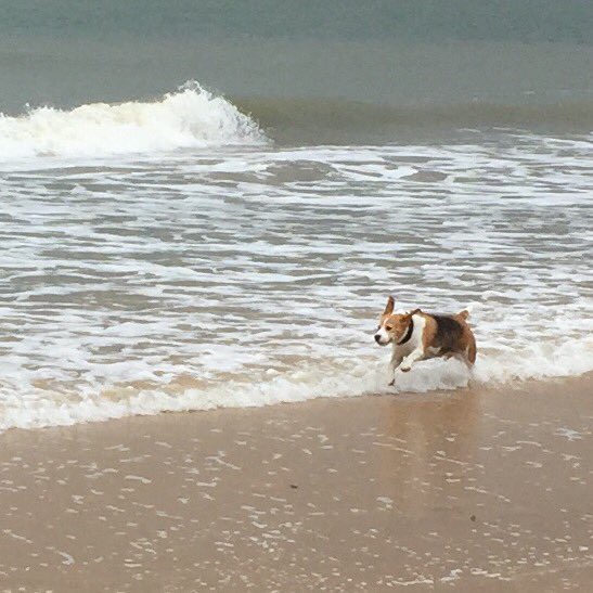 #Frinton #freedom #beagle