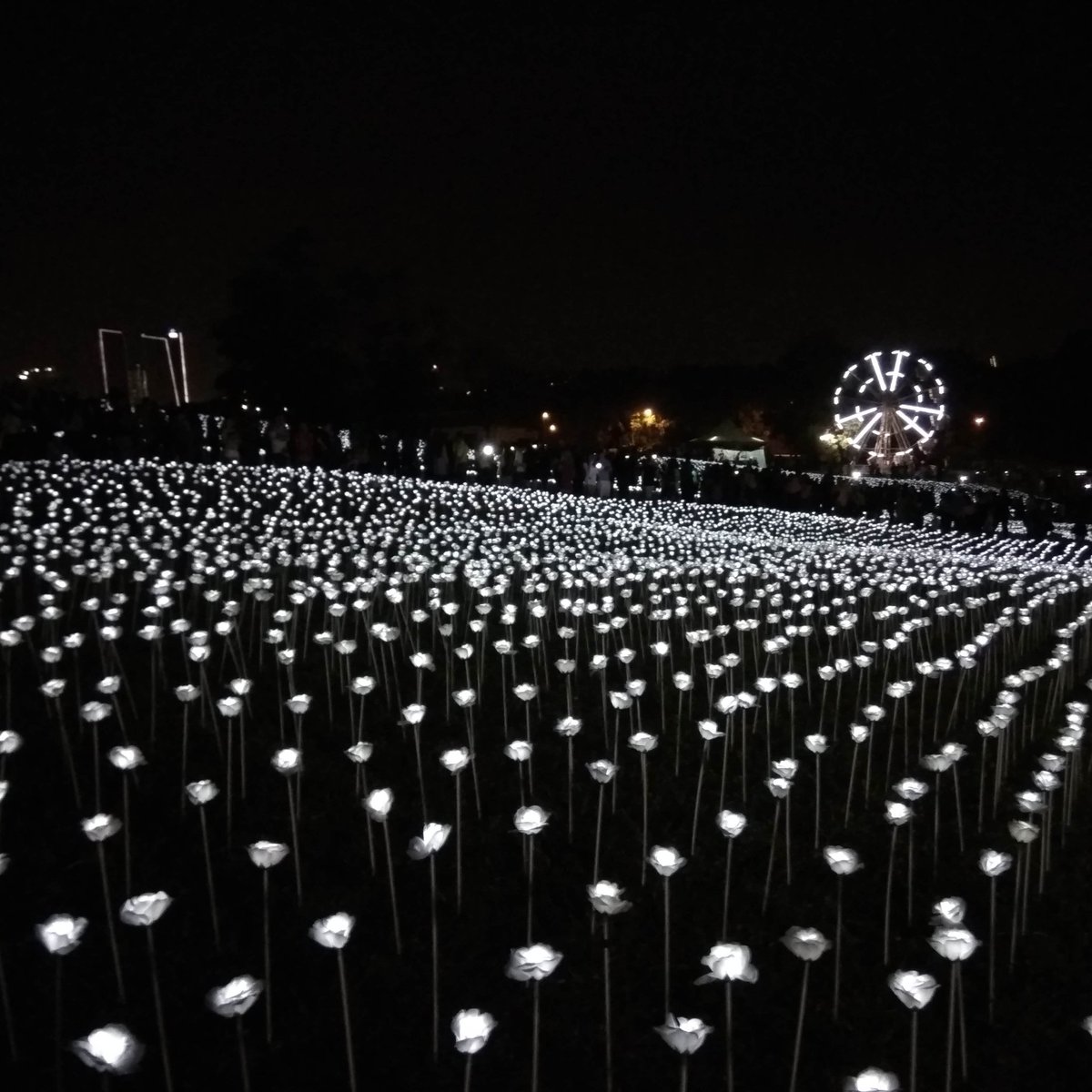 ongxiang's tweet photo. #LightSensation 30,000 #LEDroses https://t.co/GXJPSOKh6H