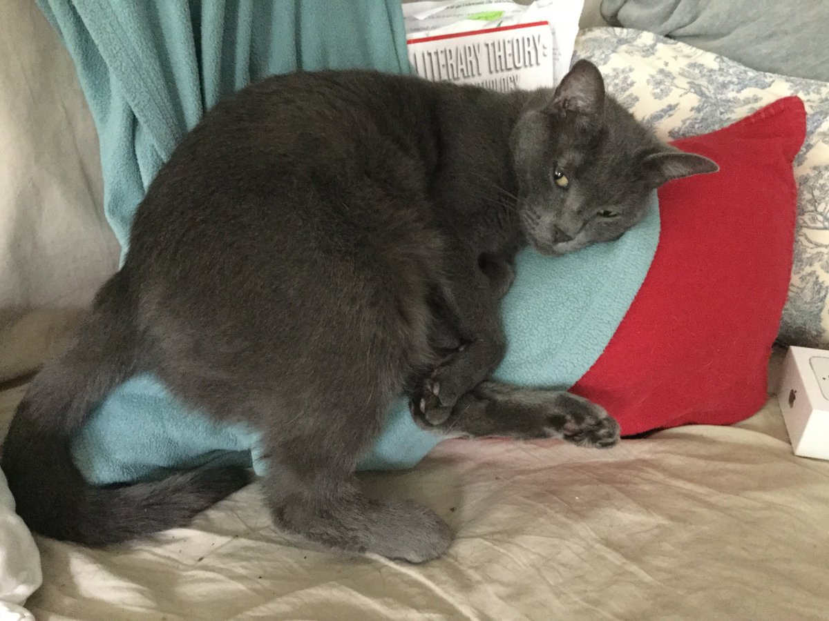 JenShelton1's tweet photo. After a hard session with Literary Theory: An Anthology, Meimei opts for a rainy-day nap (with side-eye). #eng5342 ? https://t.co/1u3cp6l9vB
