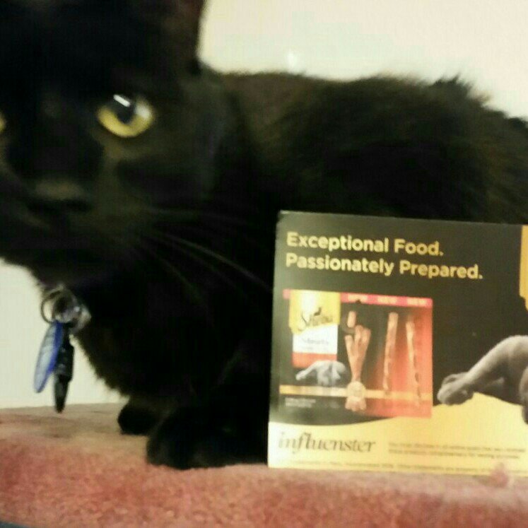 SierraSparklet's tweet photo. Nimbus loved the #shebameatysticks #gotitfree #meow https://t.co/UuvUbchyjy