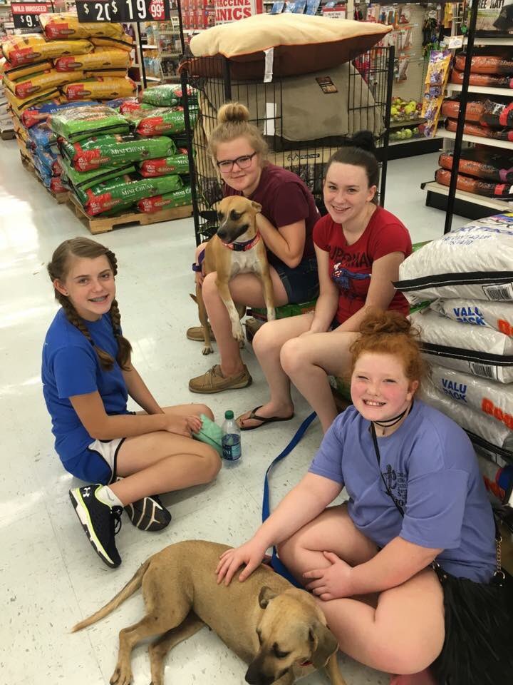 LARASHouseShelt's tweet photo. #volunteerlife #dogadoption https://t.co/pHMigWLyfa