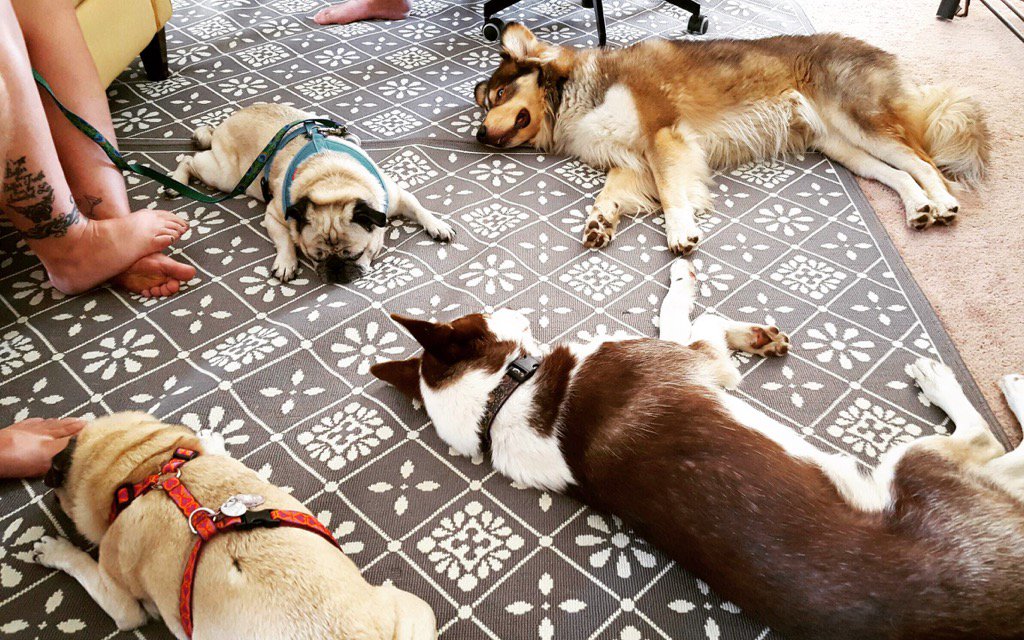 PugsvillePugs's tweet image. Everyone all relaxed at Pugsville. #relax #relaxingdogs #pugs #husky