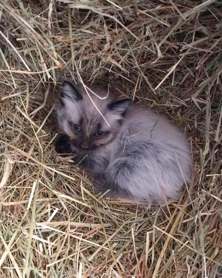 RachelFFisher's tweet photo. The little minions are growing up so fast #drevil #kittens #naptime https://t.co/nVqGvT2iOx