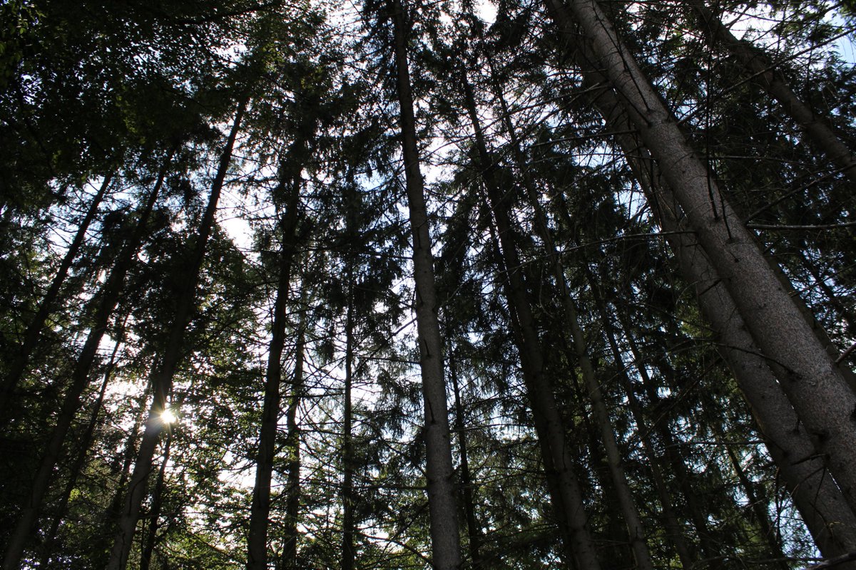 TECKNETPICTURE's tweet image. I was in the forest
shot with CANON EOS 1300