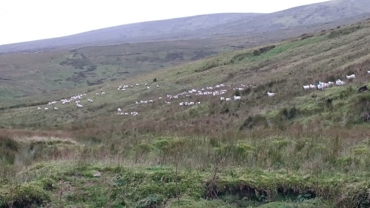 Martin Bradley (@qawsedian) on Twitter photo 