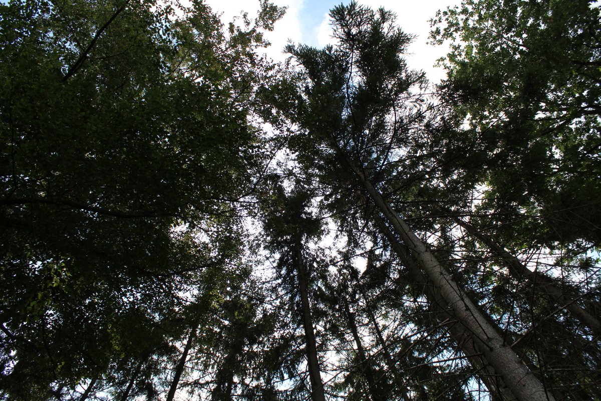 TECKNETPICTURE's tweet image. I was in the forest
shot with CANON EOS 1300