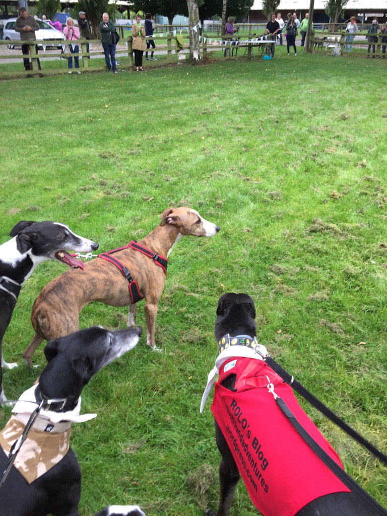 RoloHound's tweet photo. What can you see @BourbonTheGorm ? It's got all is looking too ! #GGG #houndsoftwitter https://t.co/pGyJDAFOxb