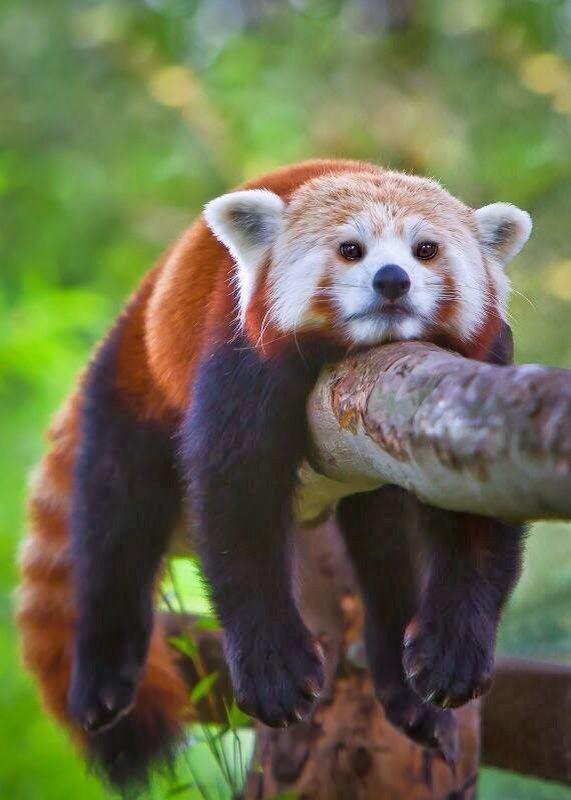 AnimalStylez's tweet photo. Happy #RedPandaDay This dude is down for some #netflixandchill! #animals #panda https://t.co/hKZ3wg70KE
