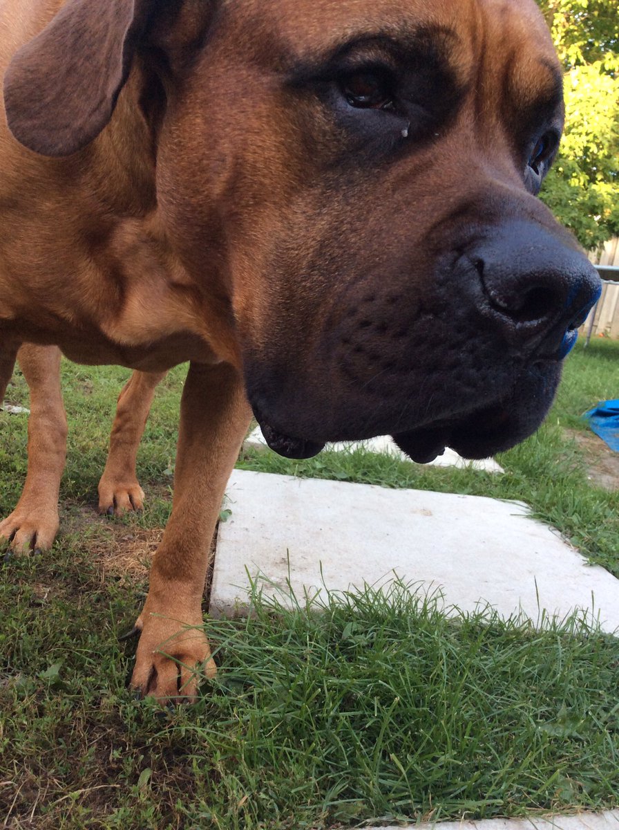 alexus_beaulieu's tweet photo. Happy birthday to this rotten dog #fouryrs https://t.co/LC8ysUt61H