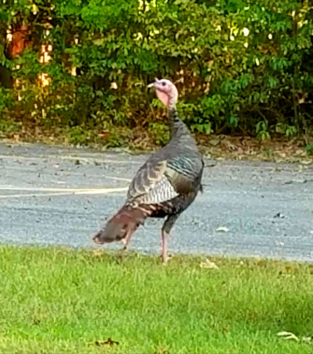 Jacob Rivas on Twitter: