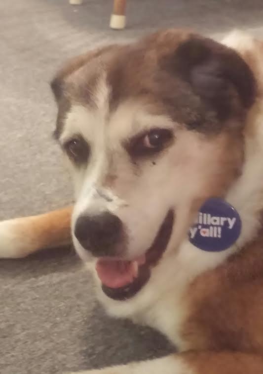 politichick92's tweet photo. Check out this cutie some vols ran into today while doing voter reg! She'll help us #beat23 #TurnNCBlue #HFA https://t.co/rJ6aVSWczE