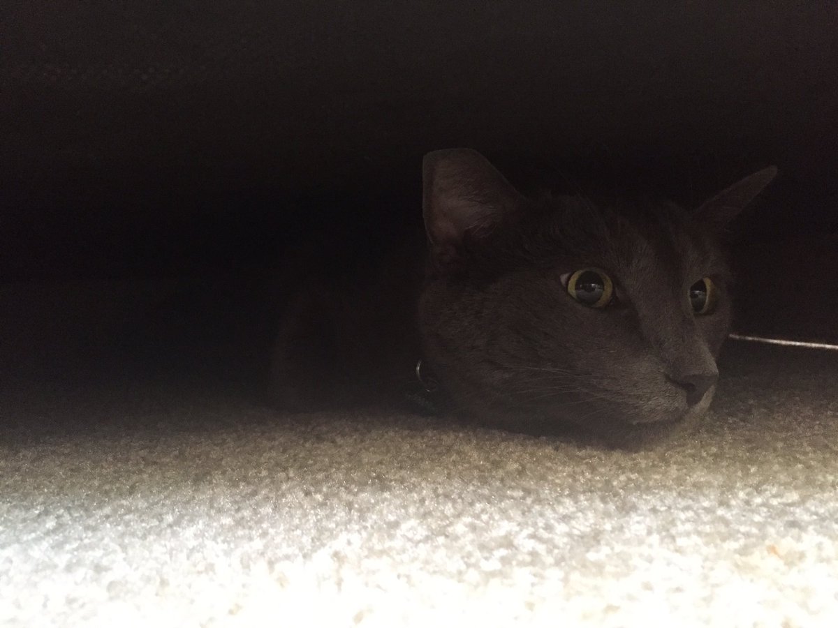 KateRathman's tweet image. Somebody's adjusting 
#russianblue
#polydactyl
#oscar