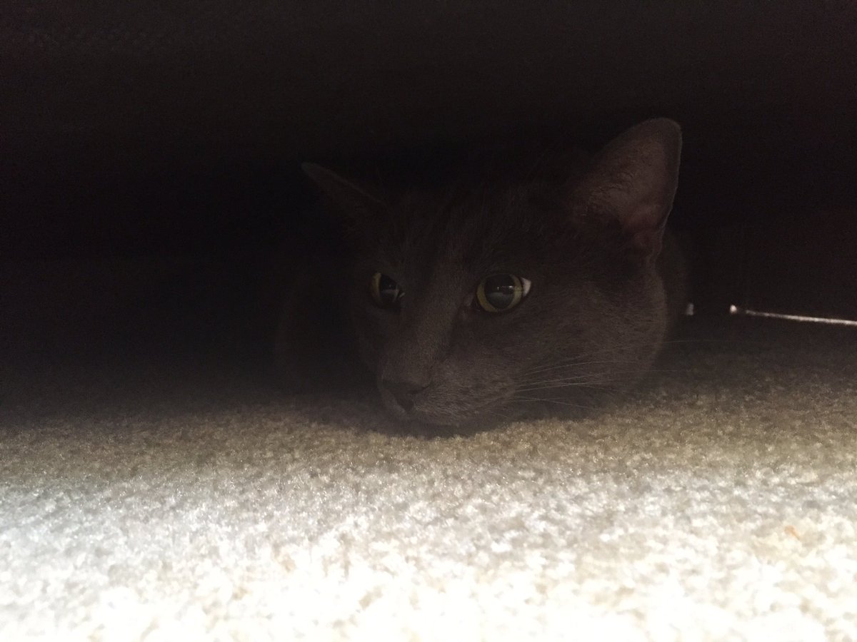 KateRathman's tweet image. Somebody's adjusting 
#russianblue
#polydactyl
#oscar