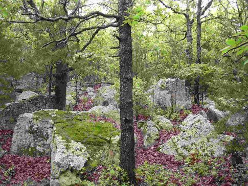 EnidTrees's tweet image. The oldest tree in the forest is 500 years young!! travelok.com/listings/view.…