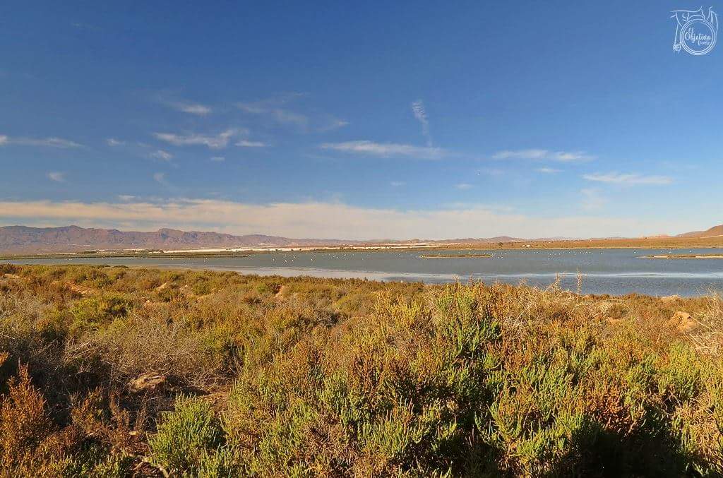 Gran jornada de observación de la migración junto con <a href="/serbalmeria/">SERBAL</a> en Cabo de Gata y alrededores.