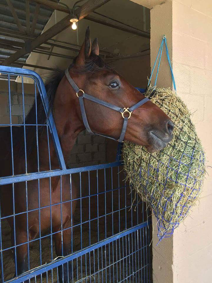 alagnaracing's tweet photo. SIGNAL HILL post 8 - $350,000 WILLIAM WELLWOOD  - MEMORIAL - FINAL - 2YO COLTS &amp; GELDINGS - R. Waples @MohawkRacing https://t.co/099tLqivRF