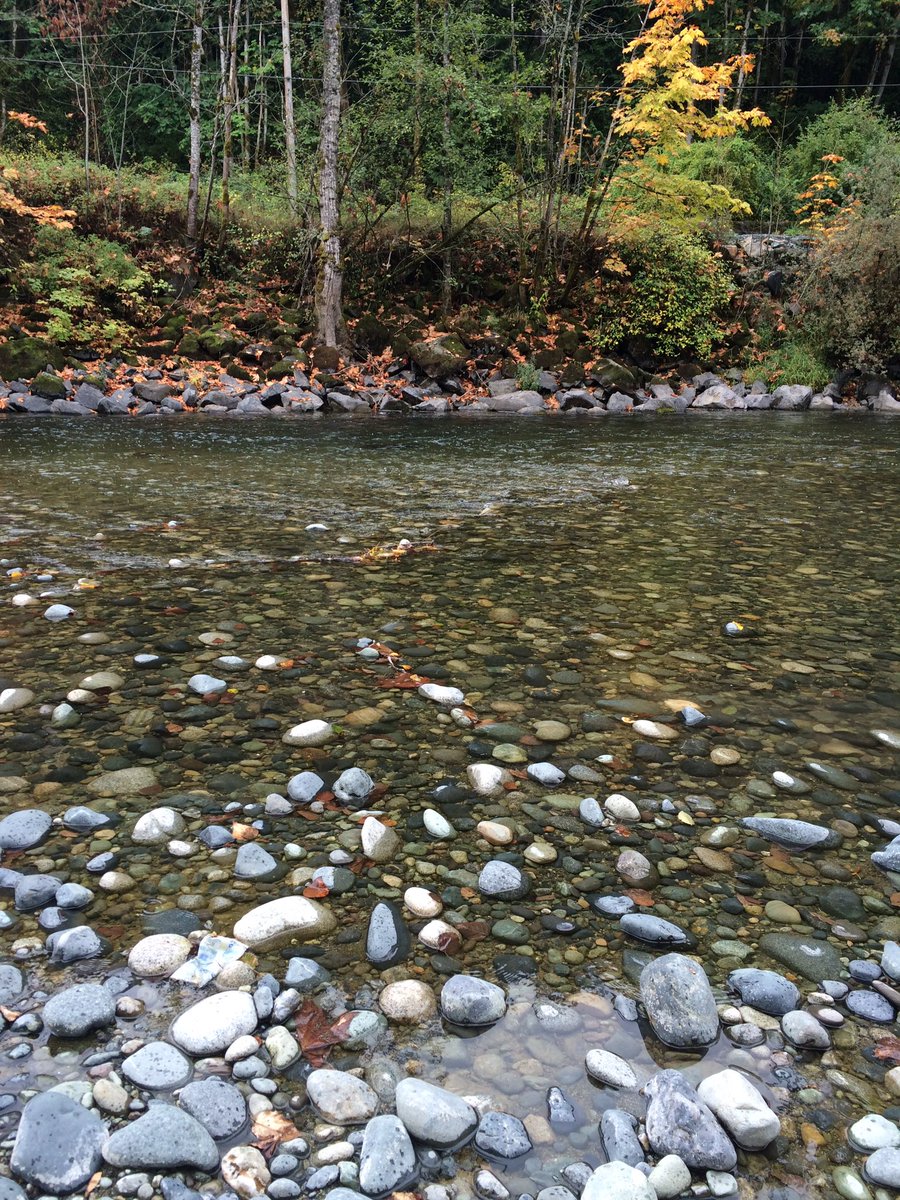 leahwhite_td's tweet photo. Beautiful #cowichanriver in #duncanbc #tdtreedays https://t.co/noiJLE1Rg9