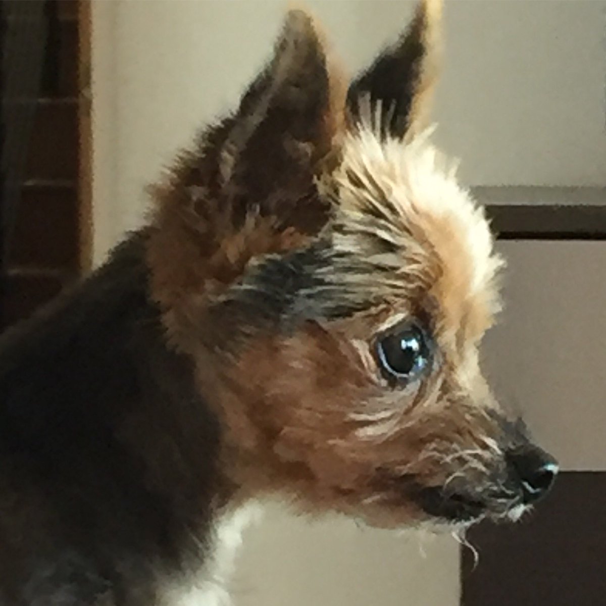 puppypadwizard's tweet photo. Deep thoughts... #PuppyPadWizard #yorkies #yorkshireterrier #socaldogs #puppypads #weeweepads https://t.co/74ZNK68Txc