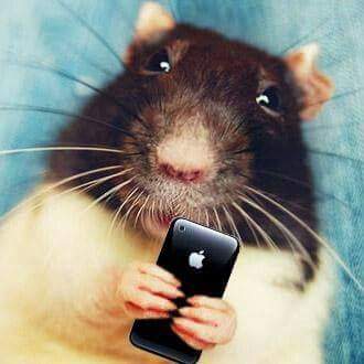 minecraftis6's tweet image. Hey