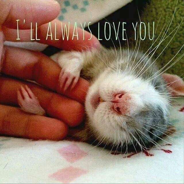 minecraftis6's tweet image. Awww