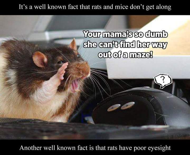 minecraftis6's tweet image. 