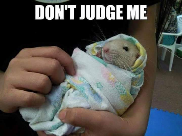 minecraftis6's tweet image. 