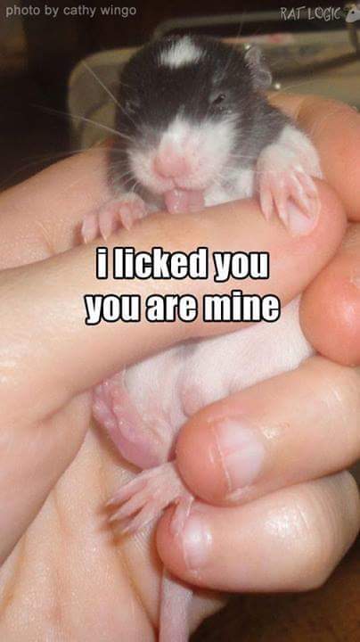 minecraftis6's tweet image. 