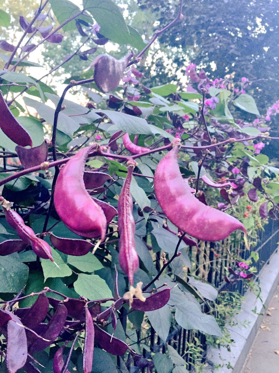ElvisTheTree's tweet photo. What's the deal @VVPAJC Can people eat these gorgeous beans or what? https://t.co/tAfnZYIzIH