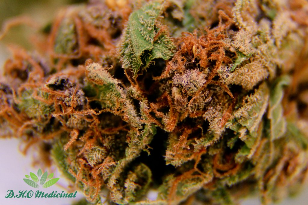 Macro of the Blueberry Sweet Skunk By. Gastown #dhomedicinal #dho  #cloudsovercanada #canadamailorder
