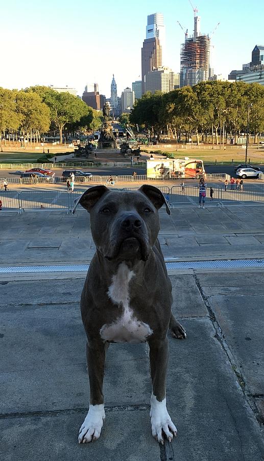 cesarmillan tweet picture