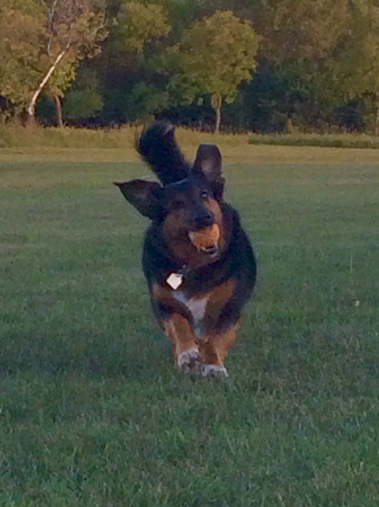 DriveDrakeDrive's tweet image. This is how #Loki looks w/ a #MrT Mohawk. #IPityTheBall