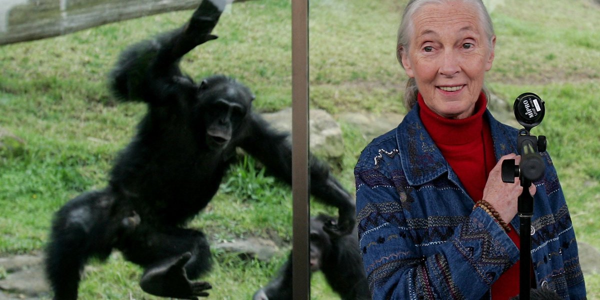 HuffPost's tweet photo. Trump's behavior similar to male chimpanzee, says Jane Goodall ➡️ by @c_m_dangelo https://t.co/mncbVLUxC7 https://t.co/xvM0mNT66m