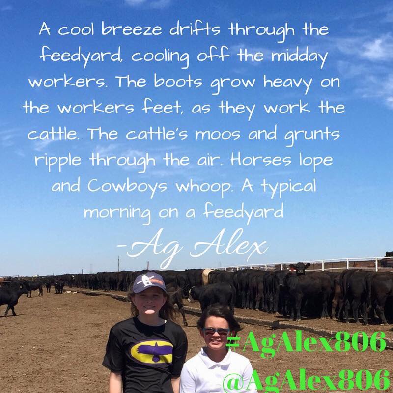 I really enjoyed my first day working in a #feedyard #cattletales #beef