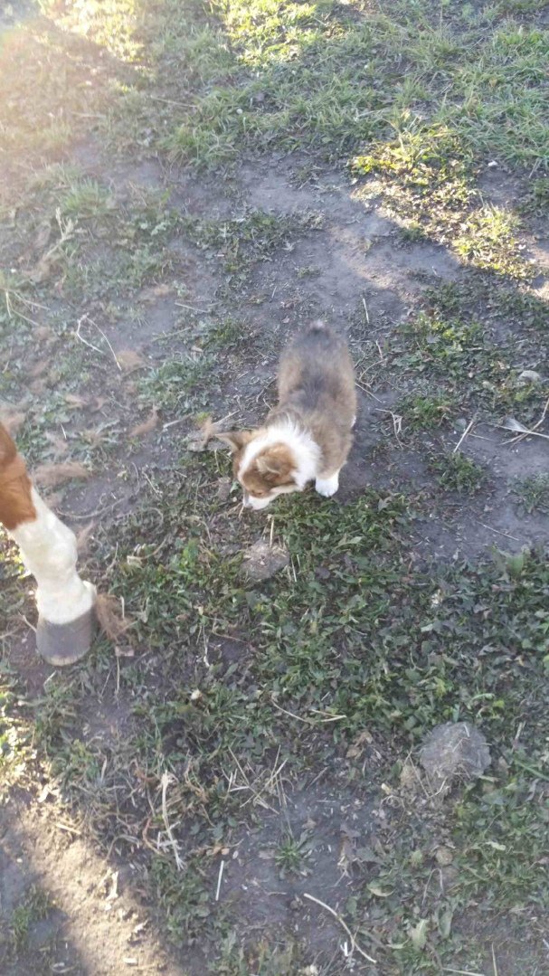 KiddGinger's tweet image. Mac attack @LadyDevann  just chillen with the horses