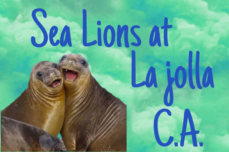 #SanDiego #sealions #lajolla #California #youtube     youtu.be/fHtv_2zv-Lc