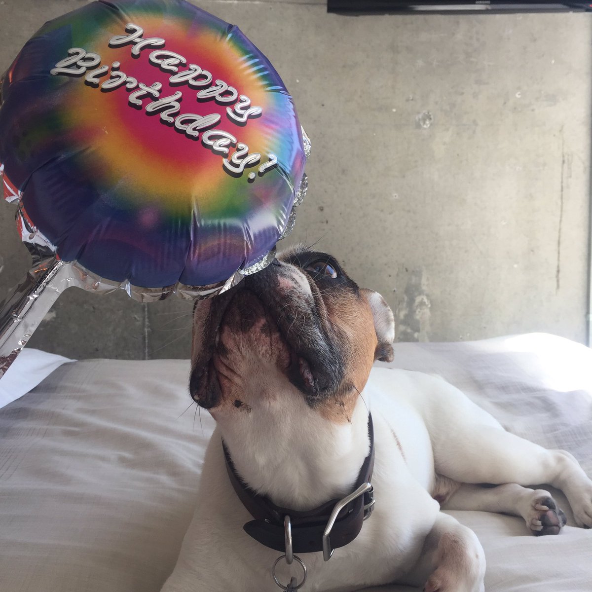 Birthday balloons are my favorite flavor.