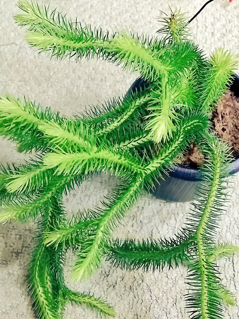 リコポディウム